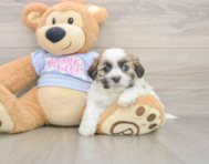 5 week old Teddy Bear Puppy For Sale - Florida Fur Babies