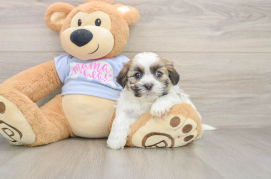 Popular Teddy Bear Designer Pup