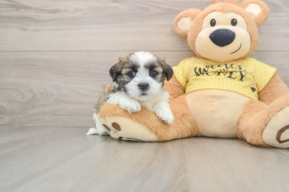 Sweet Teddy Bear Baby