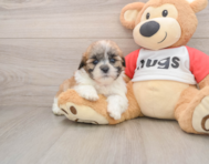 9 week old Teddy Bear Puppy For Sale - Florida Fur Babies
