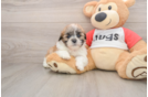 Hypoallergenic Shi Chon Designer Puppy