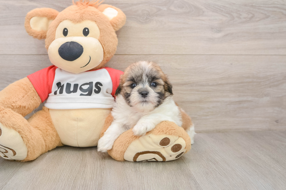 Petite Teddy Bear Designer Pup