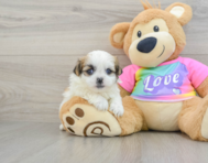 8 week old Teddy Bear Puppy For Sale - Florida Fur Babies