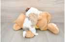 Teddy Bear Puppy for Adoption
