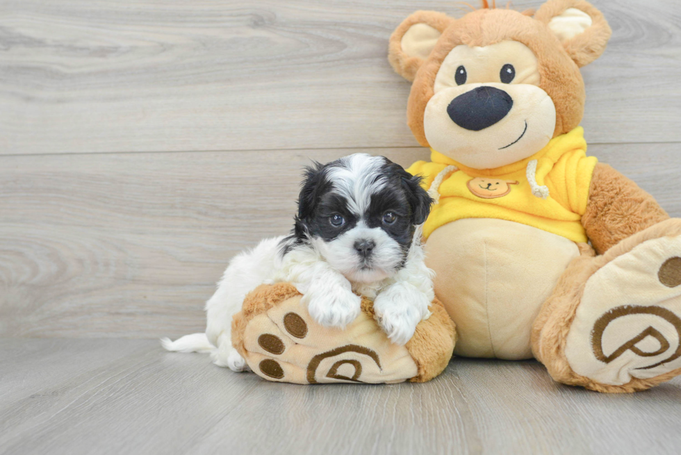 Friendly Teddy Bear Baby