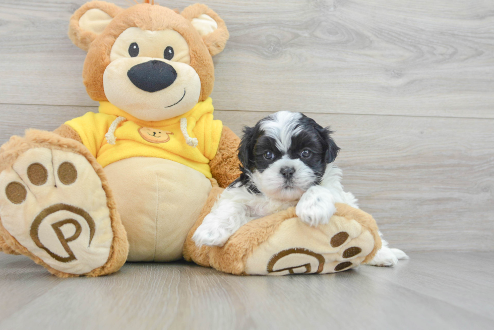 Funny Teddy Bear Designer Pup
