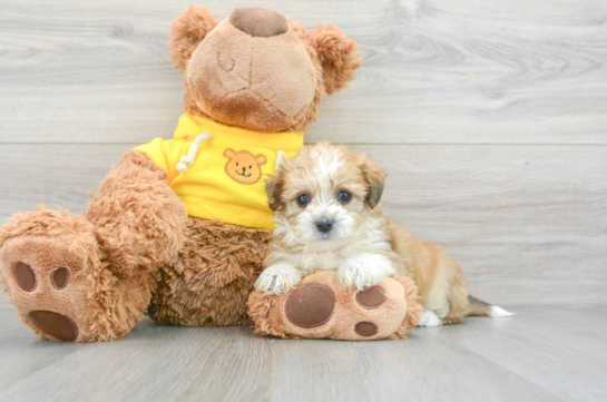 baby teddy bear dog