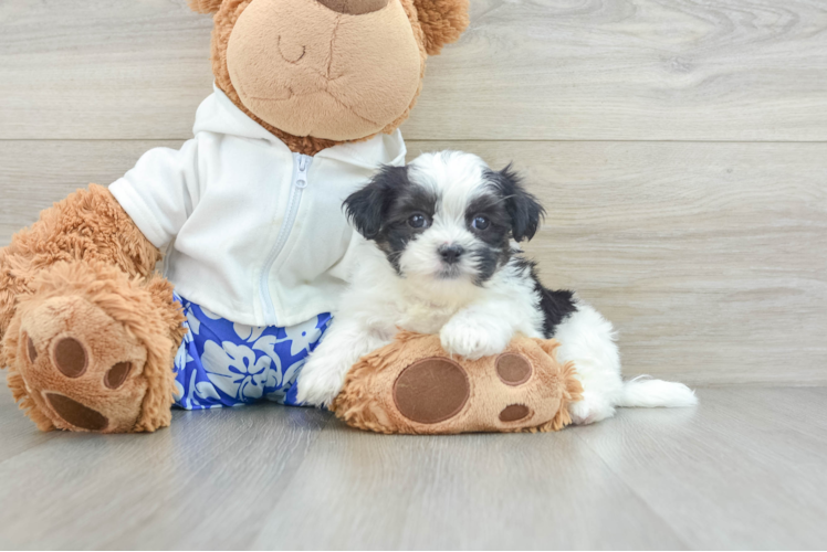 Teddy Bear Puppy for Adoption