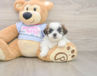 7 week old Teddy Bear Puppy For Sale - Florida Fur Babies