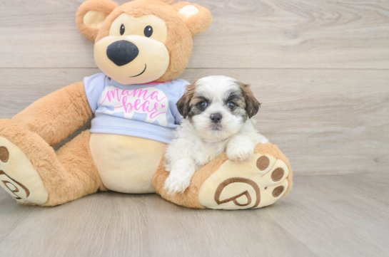 Petite Teddy Bear Designer Pup