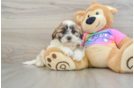 Best Teddy Bear Baby