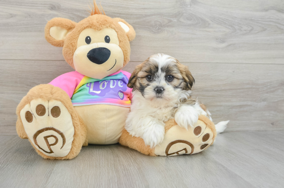 5 week old Teddy Bear Puppy For Sale - Florida Fur Babies