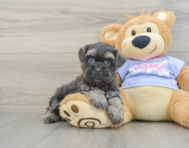 8 week old Teddy Bear Puppy For Sale - Florida Fur Babies