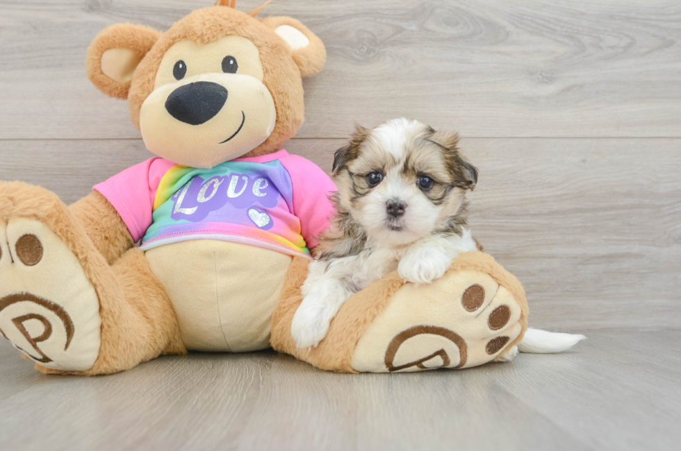 5 week old Teddy Bear Puppy For Sale - Florida Fur Babies