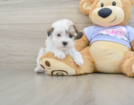 9 week old Teddy Bear Puppy For Sale - Florida Fur Babies