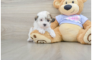 Adorable Shit Designer Puppy