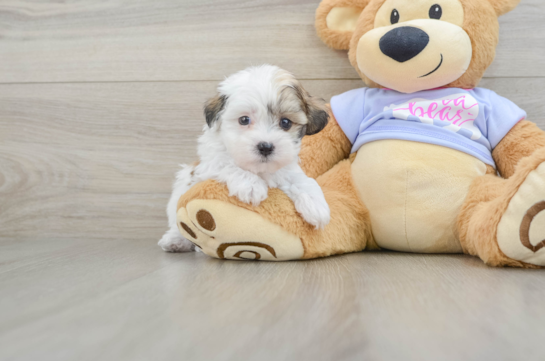 Adorable Shit Designer Puppy