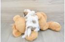 Fluffy Teddy Bear Designer Pup