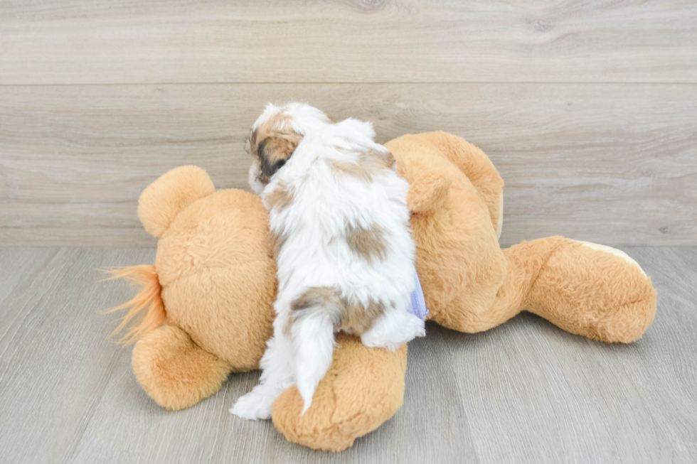 Fluffy Teddy Bear Designer Pup