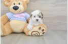Playful Shitzu Designer Puppy