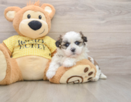 5 week old Teddy Bear Puppy For Sale - Florida Fur Babies