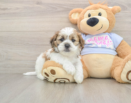 5 week old Teddy Bear Puppy For Sale - Florida Fur Babies