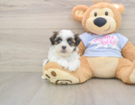 7 week old Teddy Bear Puppy For Sale - Florida Fur Babies