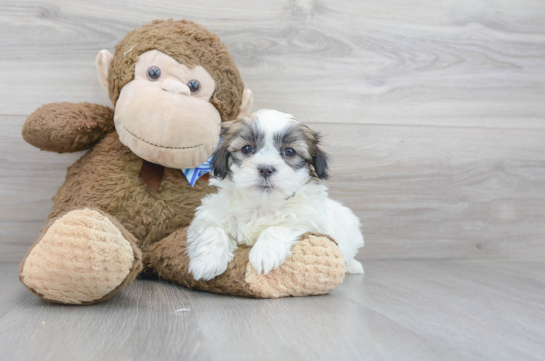 Cute Shi Chon Designer Puppy