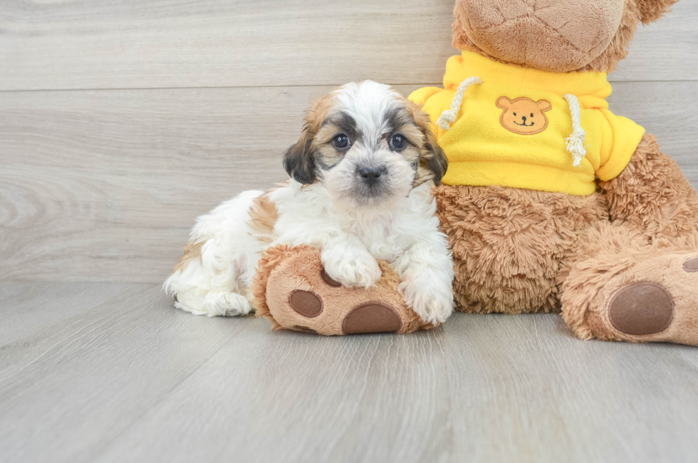 teddy bear puppies for sale