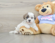 8 week old Teddy Bear Puppy For Sale - Florida Fur Babies