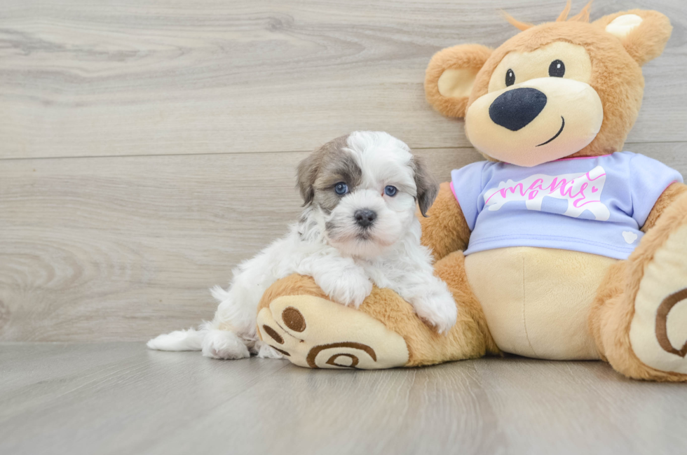 8 week old Teddy Bear Puppy For Sale - Florida Fur Babies