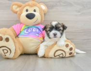 6 week old Teddy Bear Puppy For Sale - Florida Fur Babies