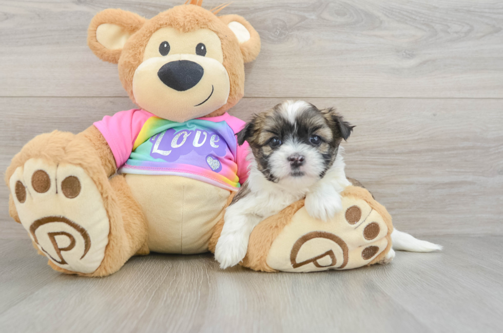 5 week old Teddy Bear Puppy For Sale - Florida Fur Babies