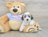 7 week old Teddy Bear Puppy For Sale - Florida Fur Babies