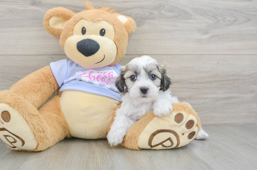 6 week old Teddy Bear Puppy For Sale - Florida Fur Babies