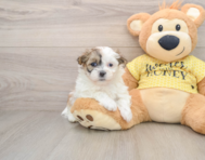 5 week old Teddy Bear Puppy For Sale - Florida Fur Babies