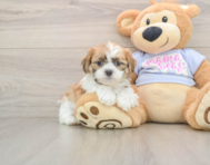 5 week old Teddy Bear Puppy For Sale - Florida Fur Babies