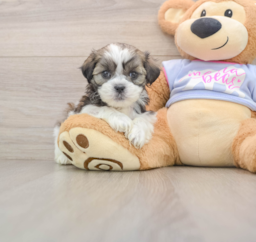 5 week old Teddy Bear Puppy For Sale - Florida Fur Babies