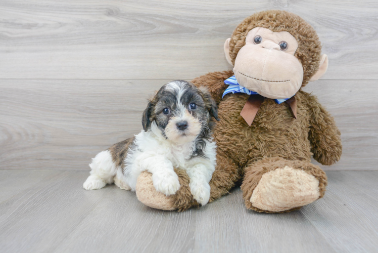 Meet Oberon - our Teddy Bear Puppy Photo 1/3 - Florida Fur Babies