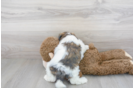 Meet Oberon - our Teddy Bear Puppy Photo 3/3 - Florida Fur Babies