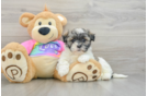 Teddy Bear Puppy for Adoption