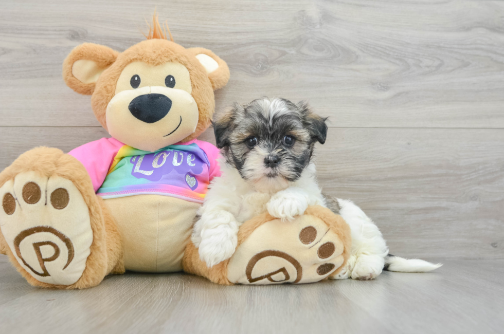 5 week old Teddy Bear Puppy For Sale - Florida Fur Babies