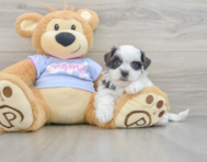 9 week old Teddy Bear Puppy For Sale - Florida Fur Babies