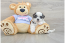 Smart Teddy Bear Designer Pup