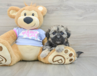8 week old Teddy Bear Puppy For Sale - Florida Fur Babies