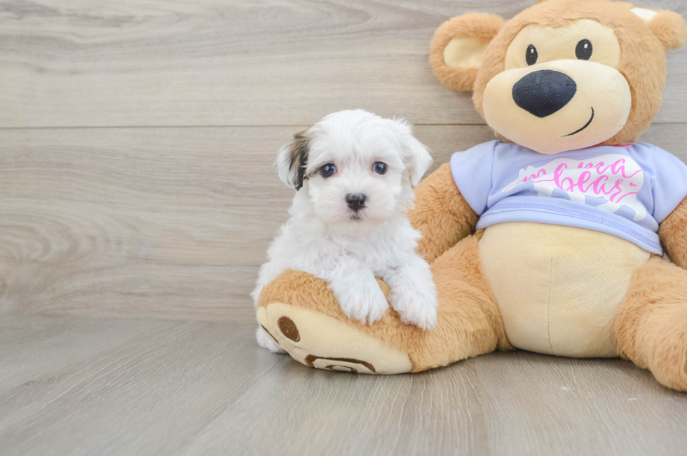 6 week old Teddy Bear Puppy For Sale - Florida Fur Babies
