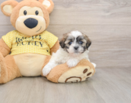 5 week old Teddy Bear Puppy For Sale - Florida Fur Babies