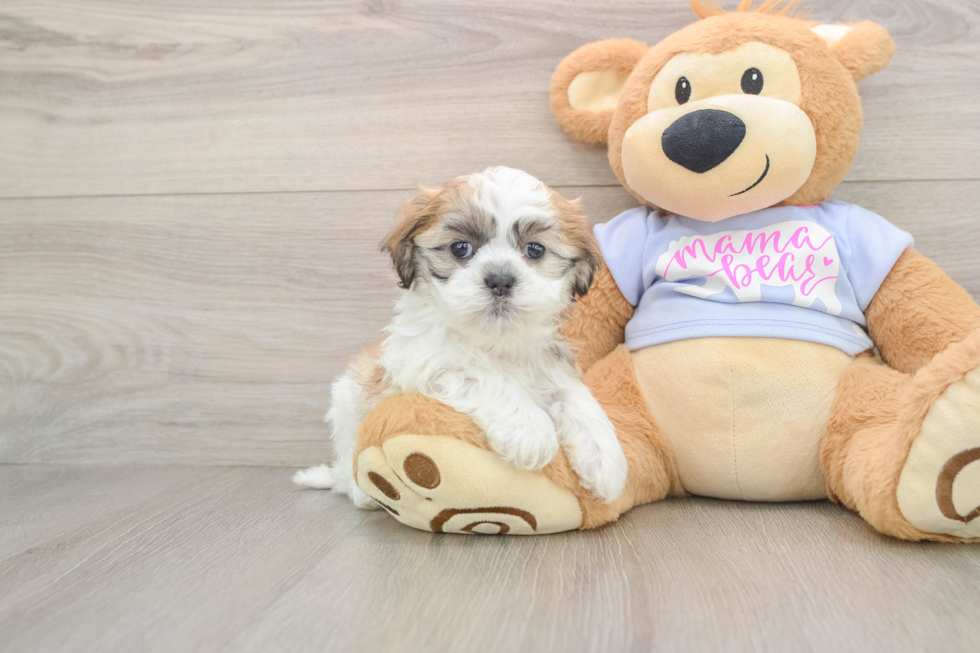 Teddy Bear Pup Being Cute