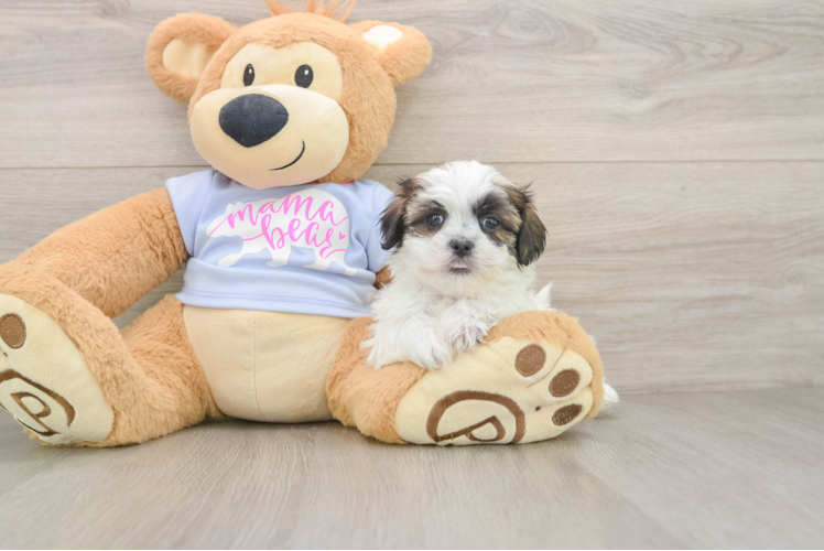 Happy Teddy Bear Baby