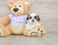 7 week old Teddy Bear Puppy For Sale - Florida Fur Babies
